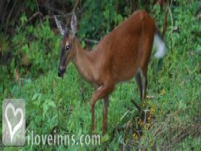 Pic 01