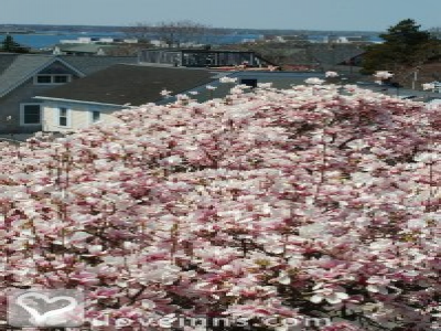 Pic 01