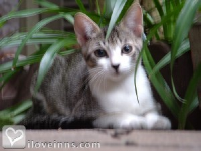 Pic 01