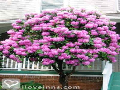 Pic 01